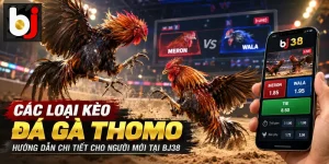 Đá gà Thomo CPC4 tại BJ38